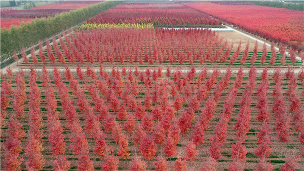 1611535248917661.jpg 01.jpg